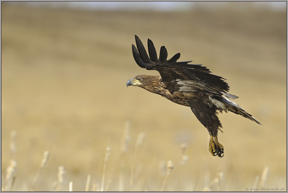 Jungadler... Seeadler *Haliaeetus albicilla*