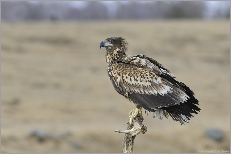 Adlerblick... Seeadler *Haliaeetus albicilla*