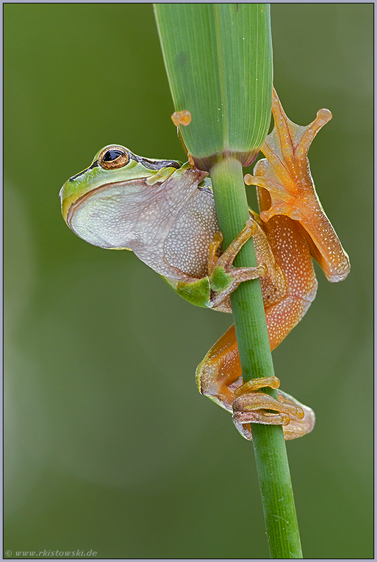 im Schilfgraben... Europäischer Laubfrosch *Hyla arborea*