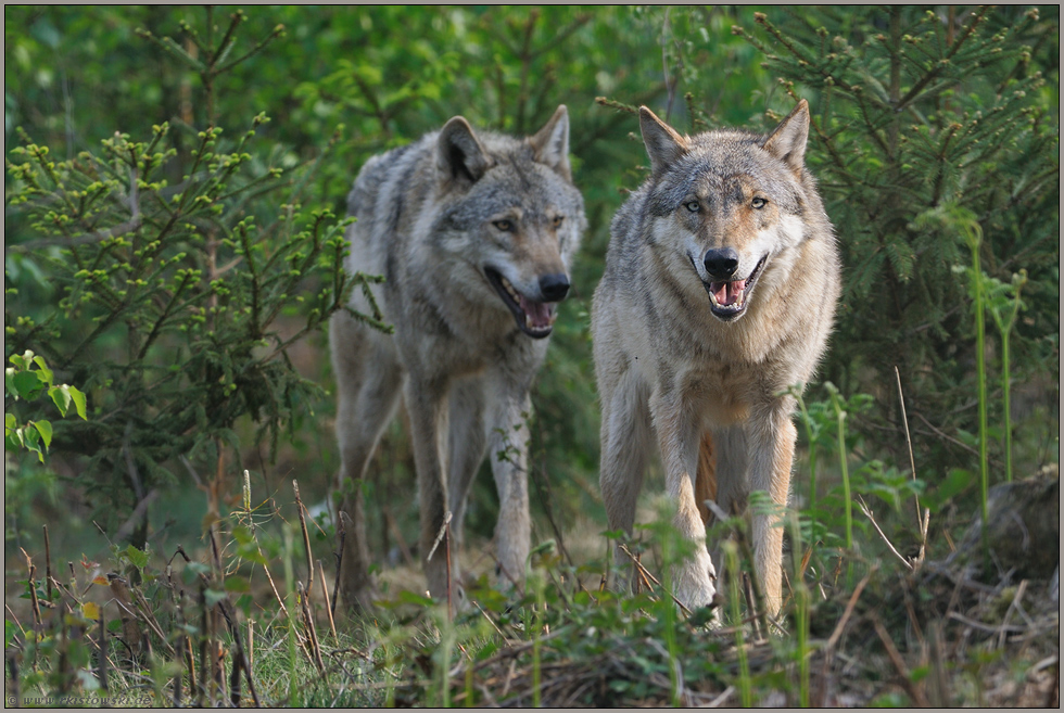 im Unterholz... Grauer Wolf *Canis lupus*