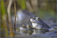 im Habitat... Moorfrosch *Rana arvalis*