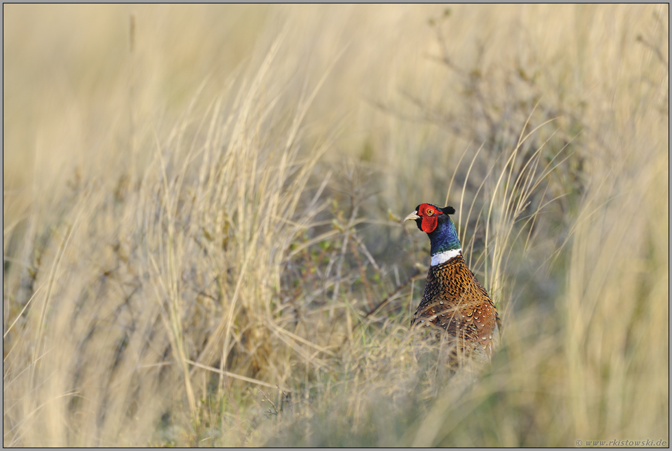 in den Dünen... Fasan *Phasianus colchicus*