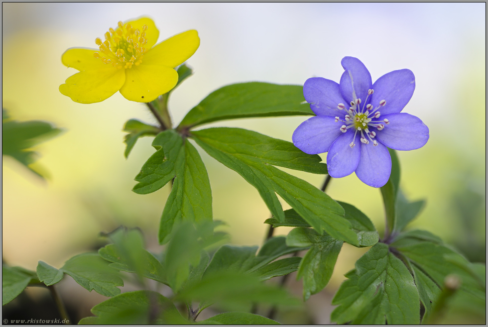 Frühlingserwachen... Windröschen *Anemonen*