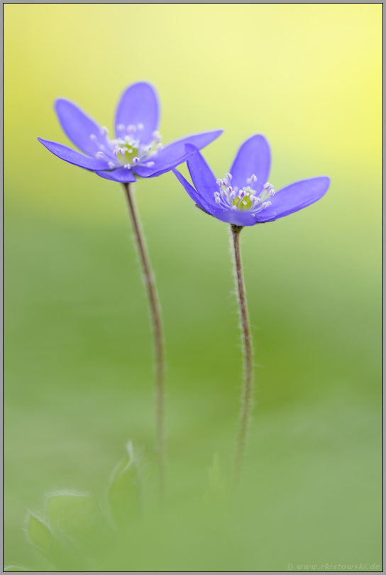 endlich Farbe... Leberblümchen *Anemone hepatica*