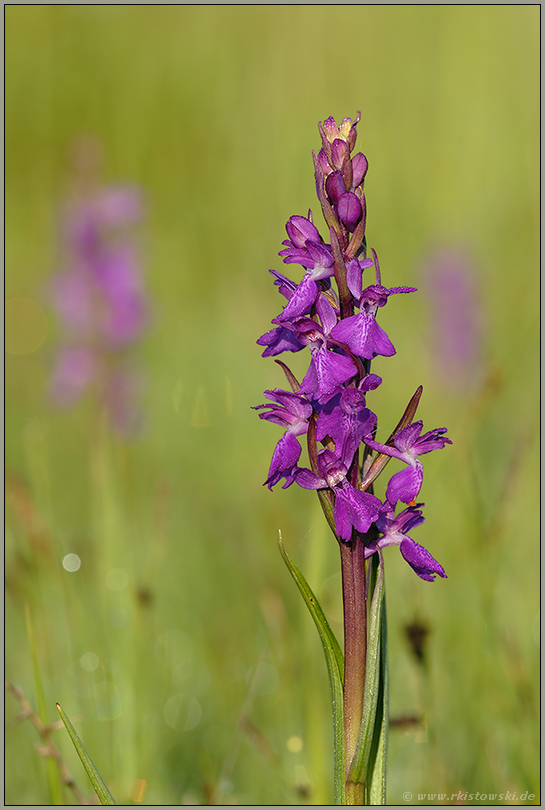 in Blüte... Sumpf-Knabenkraut *Orchis palustris*