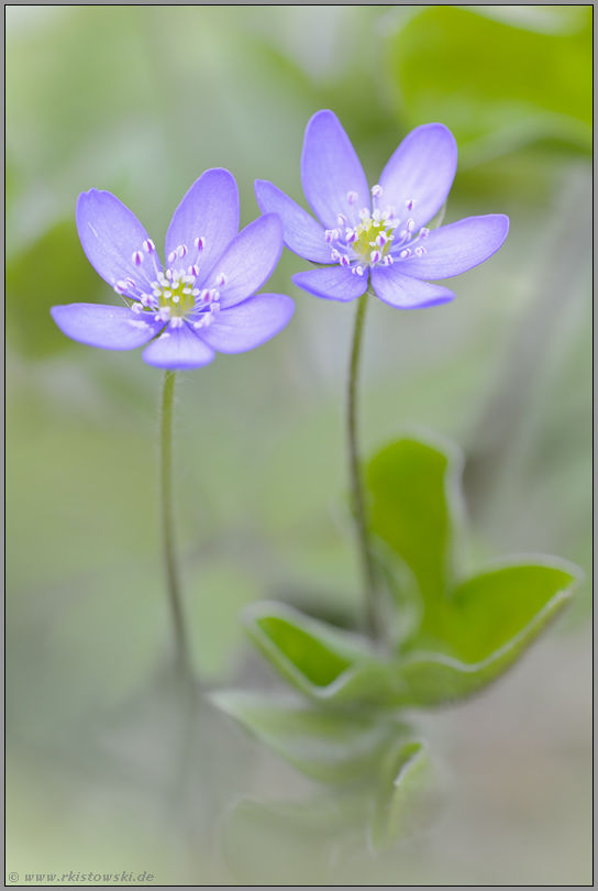 heilbringend... Leberblümchen *Anemone hepatica*