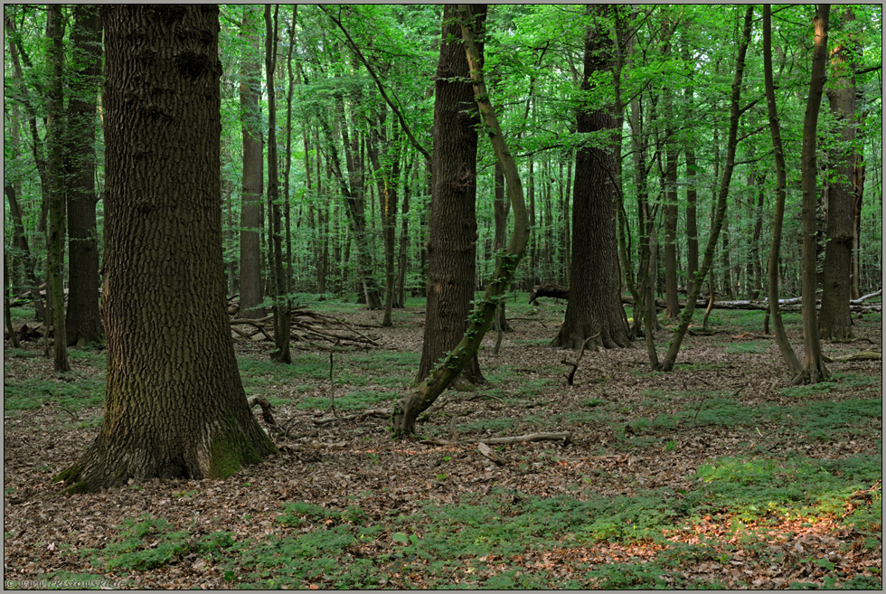 eine Woche später... Naturwald *NRW*