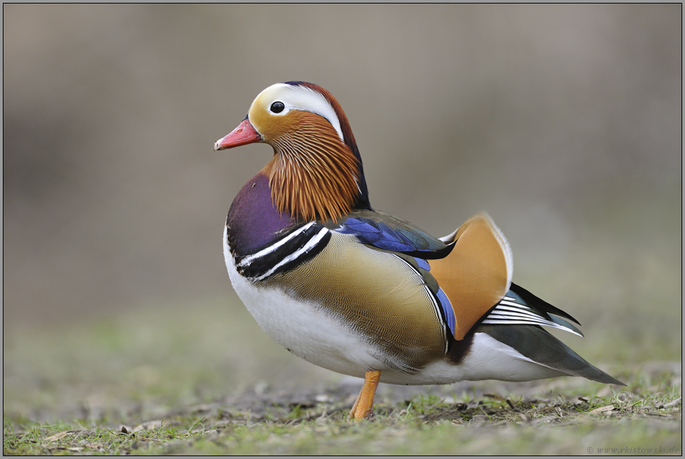 farbenprächtig... Mandarinente *Aix galericulata*