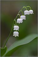 im lichten Wald... Maiglöckchen *Convallaria majalis*