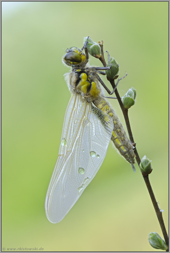 kleine Welten... Vierfleck *Libellula quadrimaculata*