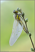 kleine Welten... Vierfleck *Libellula quadrimaculata*