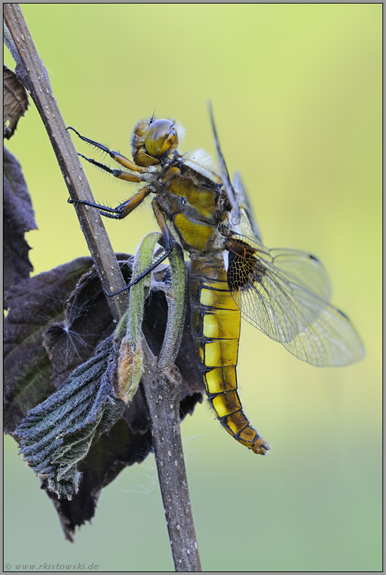 umherstreifend... Plattbauch *Libellula depressa*