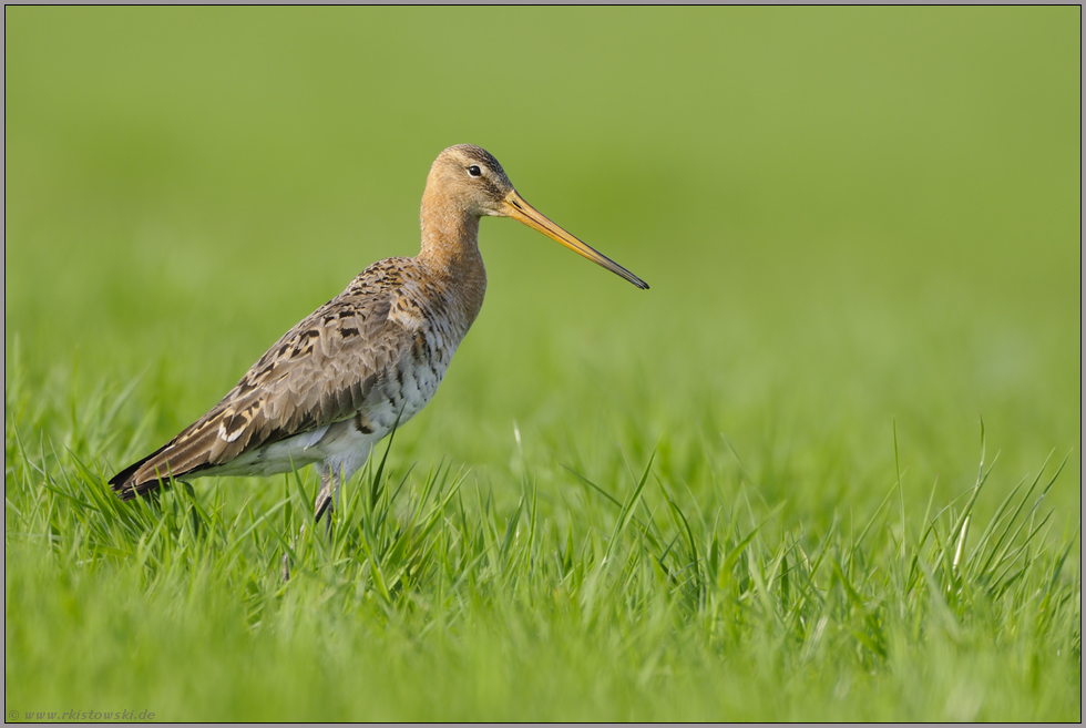 im Gras... Uferschnepfe *Limosa limosa *