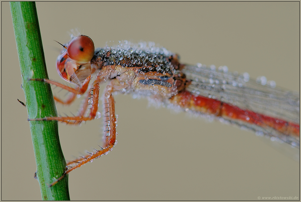 Portrait... Späte Adonislibelle *Ceriagrion tenellum*