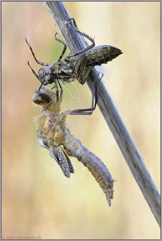 Perlenglanz... Falkenlibelle *Cordulia aenea*