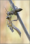 Perlenglanz... Falkenlibelle *Cordulia aenea*