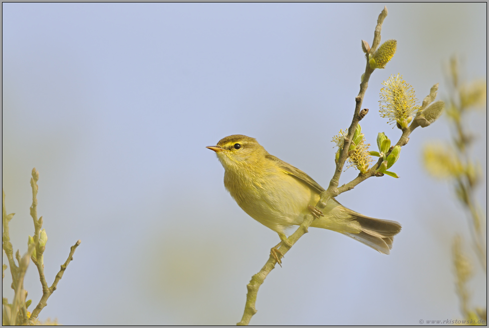 Frühling... Fitis *Phylloscopus trochilus*