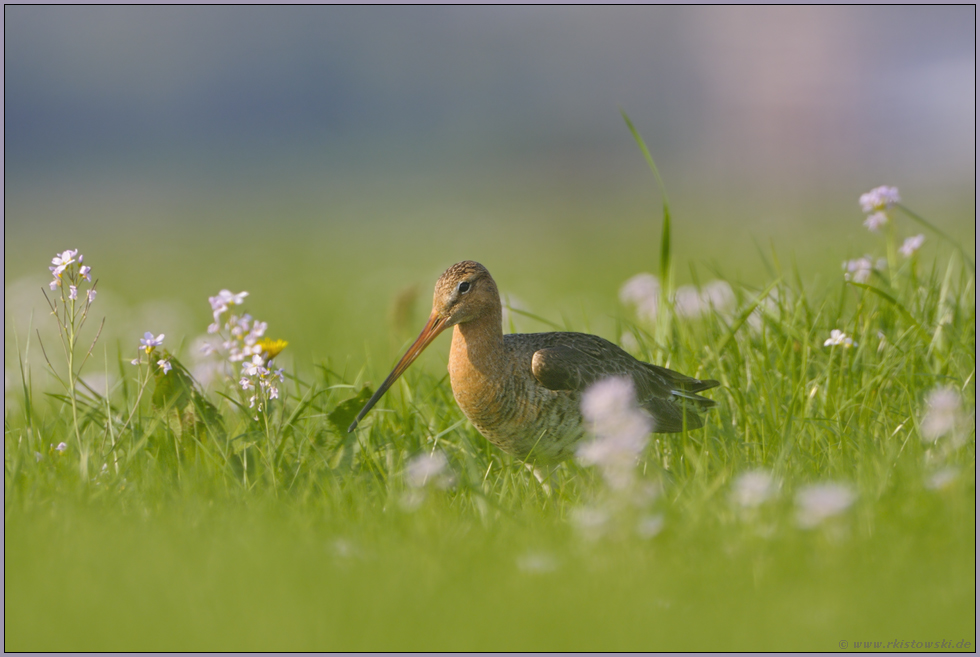 zwischen Schaumkraut... Uferschnepfe *Limosa limosa*