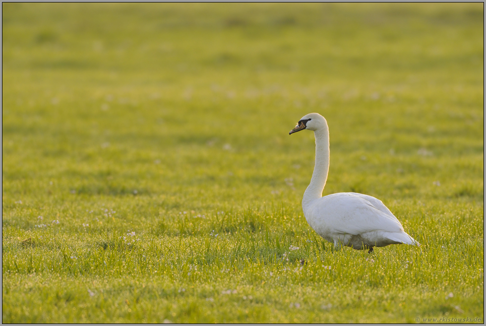 goldenes Licht... Höckerschwan *Cygnus olor*