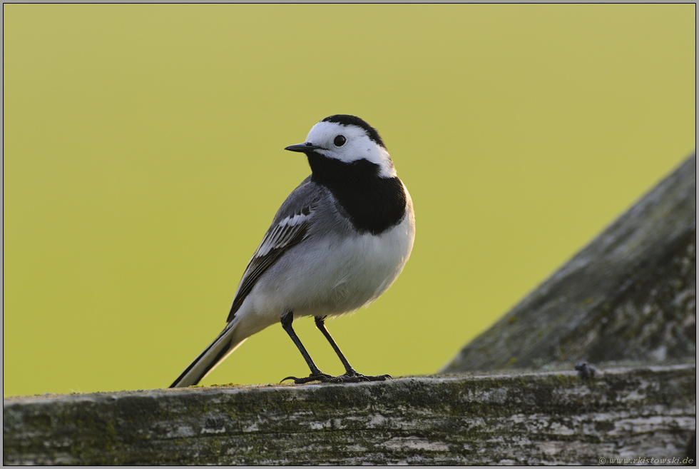 am Wiesengatter... Bachstelze *Mocatilla alba*