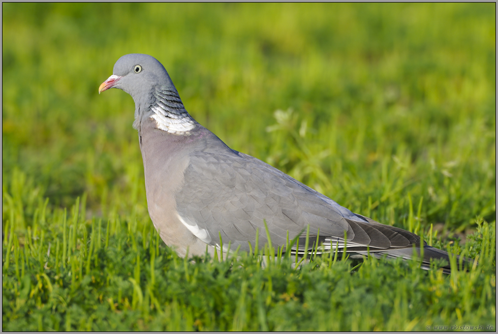 auf dem Land... Ringeltaube *Columba palumbus*