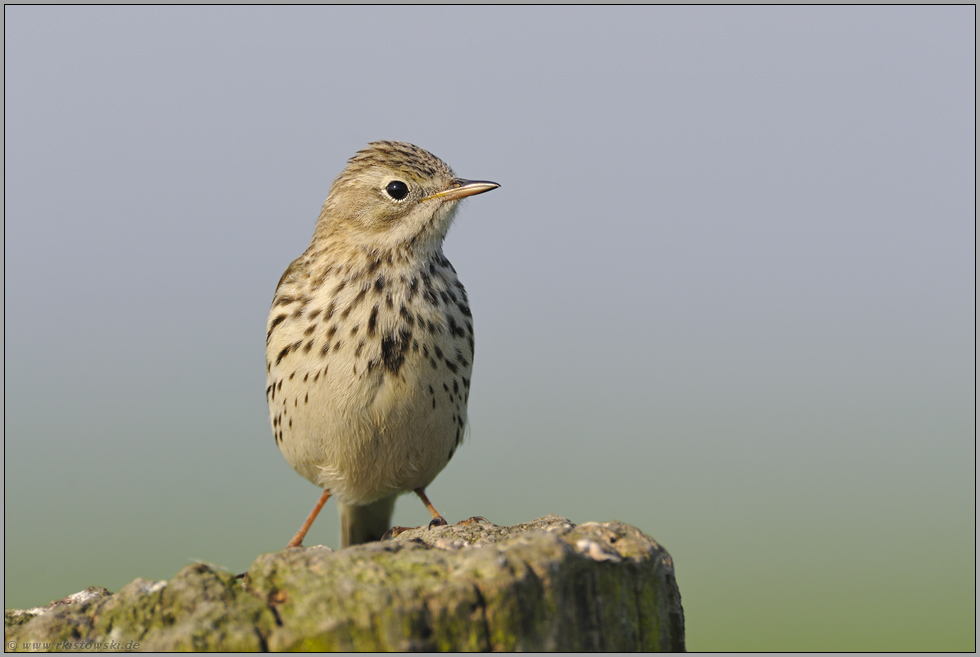 was nun... Wiesenpieper *Anthus pratensis*