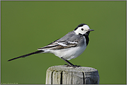 ein schwieriges Motiv... Bachstelze *Motacilla alba*