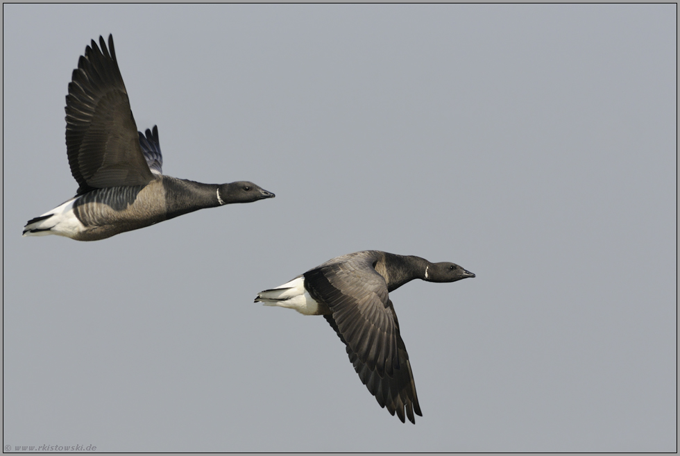 dunkelbäuchig... Ringelgans *Branta bernicla*