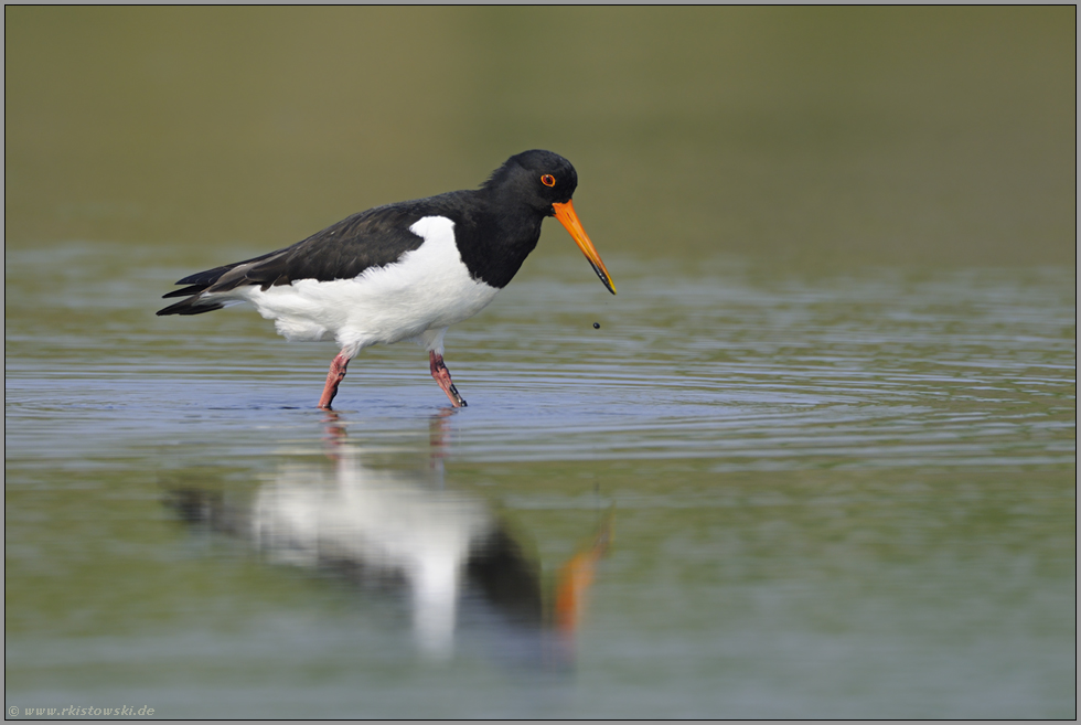 im Flachwasser... Austernfischer *Haematopus ostralegus*