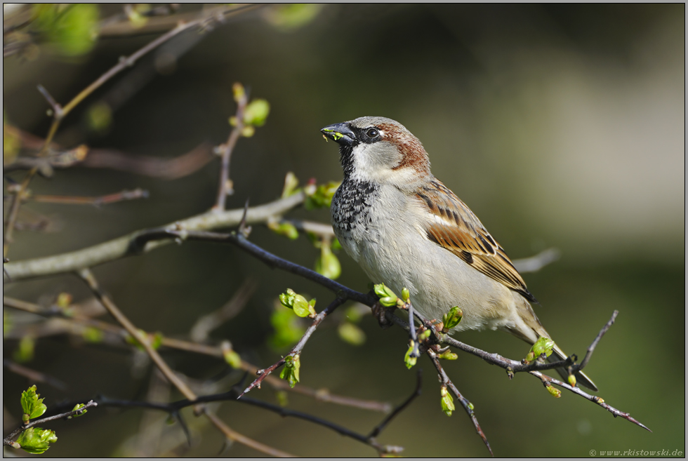 junges Grün "Vogel des Jahres 2002"... Haussperling *Passer domesticus*