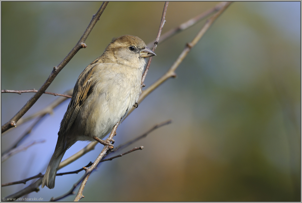 das Weib... Haussperling *Passer domesticus*