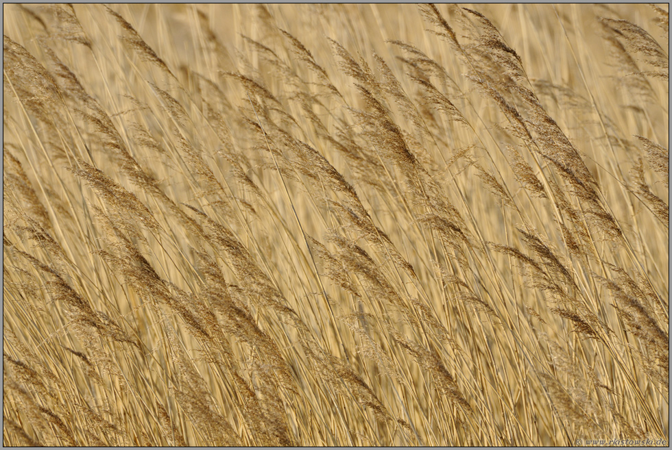 Lebensraum... Schilfröhricht *Phragmites australis*