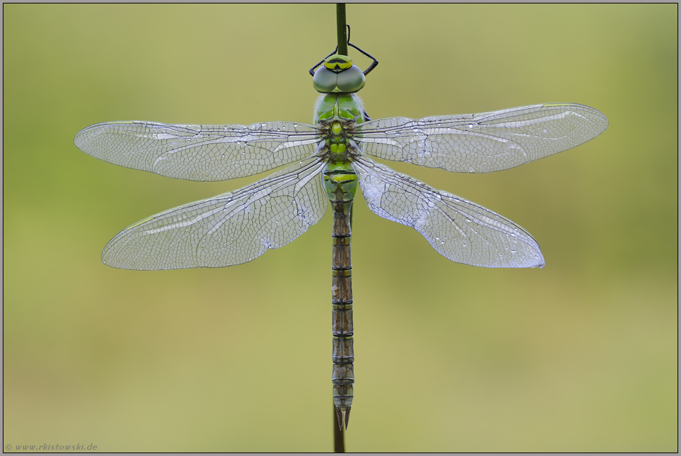 lädiert... Große Königslibelle *Anax imperator*