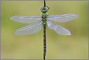 lädiert... Große Königslibelle *Anax imperator*