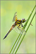 acht Flecken... Vierfleck *Libellula quadrimaculata*