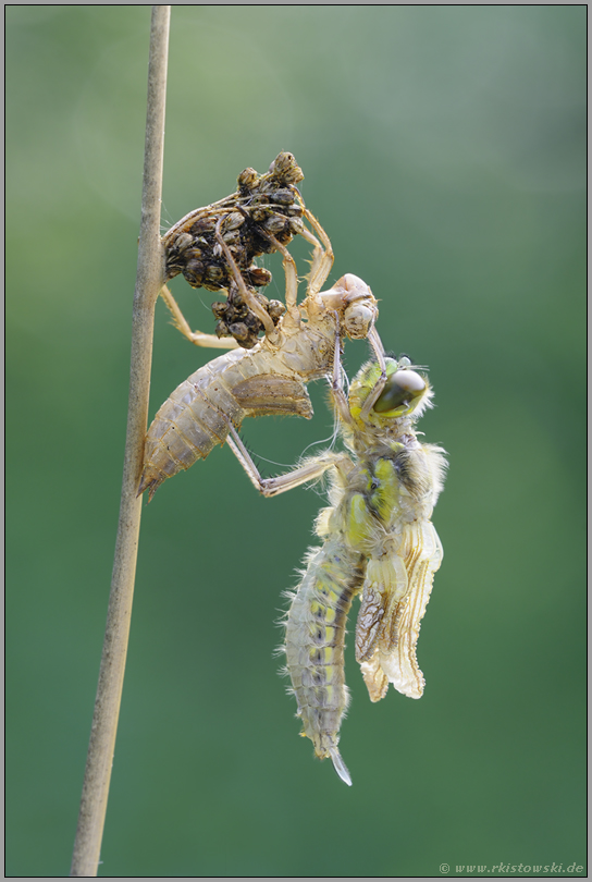 frisch geschlüpft... Vierfleck *Libellula quadrimaculata*