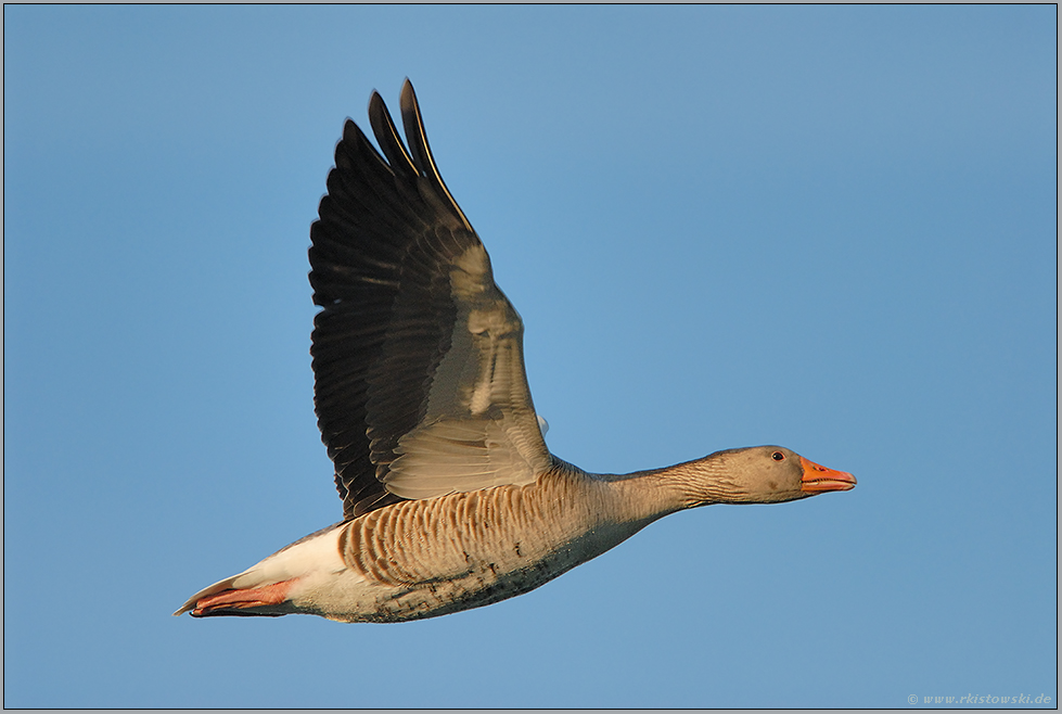 Flugstudie... Graugans *Anser anser*