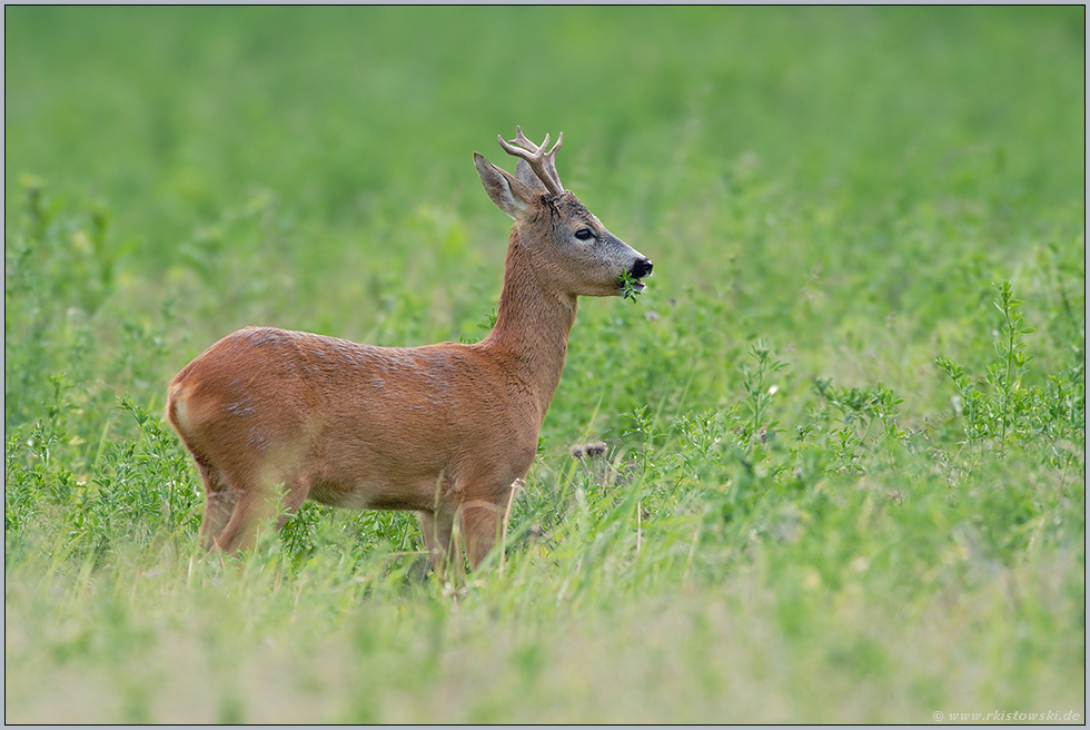 bei der Äsung... Rehbock *Capreolus capreolus*