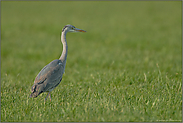 auf dem Acker... Graureiher *Ardea cinerea*