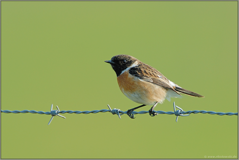 auf dem Weidezaun... Schwarzkehlchen *Saxicola torquata*