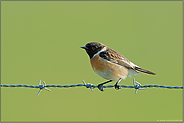 auf dem Weidezaun... Schwarzkehlchen *Saxicola torquata*