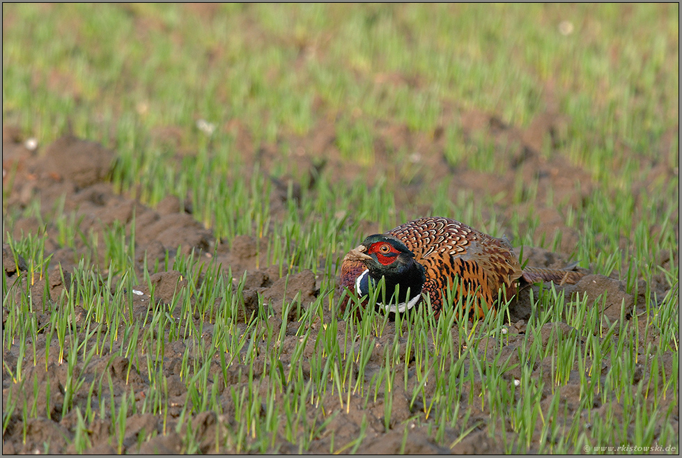 in Deckung...  Fasan *Phasianus colchicus*