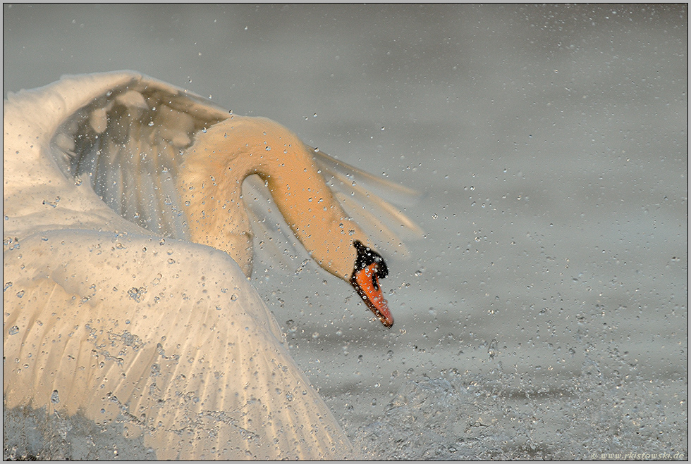 im Revier... Höckerschwan *Cygnus olor*