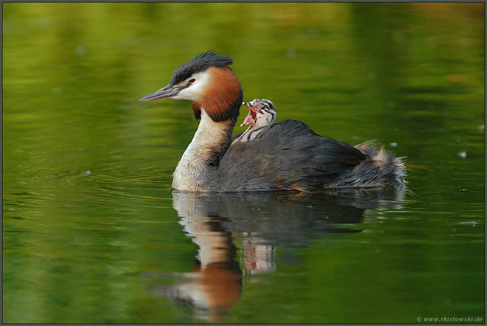 Geplärre... Haubentaucher *Podiceps cristatus*