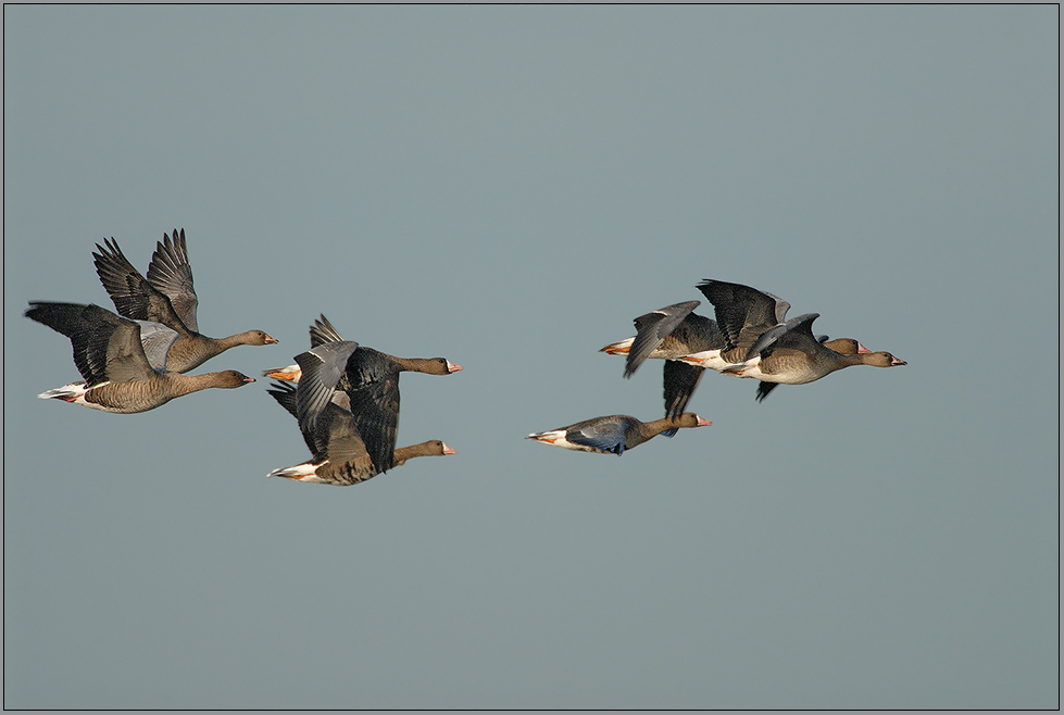 Flugformation... Blässgänse * Anser albifrons*