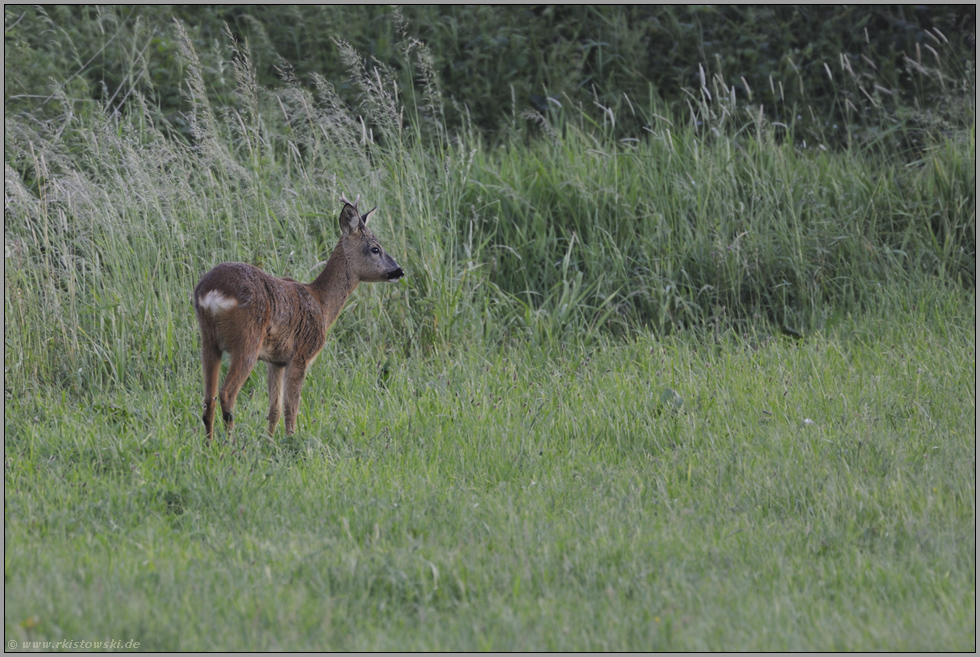 im Fellwechsel... Rehbock *Capreolus capreolus*