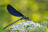 Lichter funkeln... Blauflügel-Prachtlibelle *Calopteryx virgo*