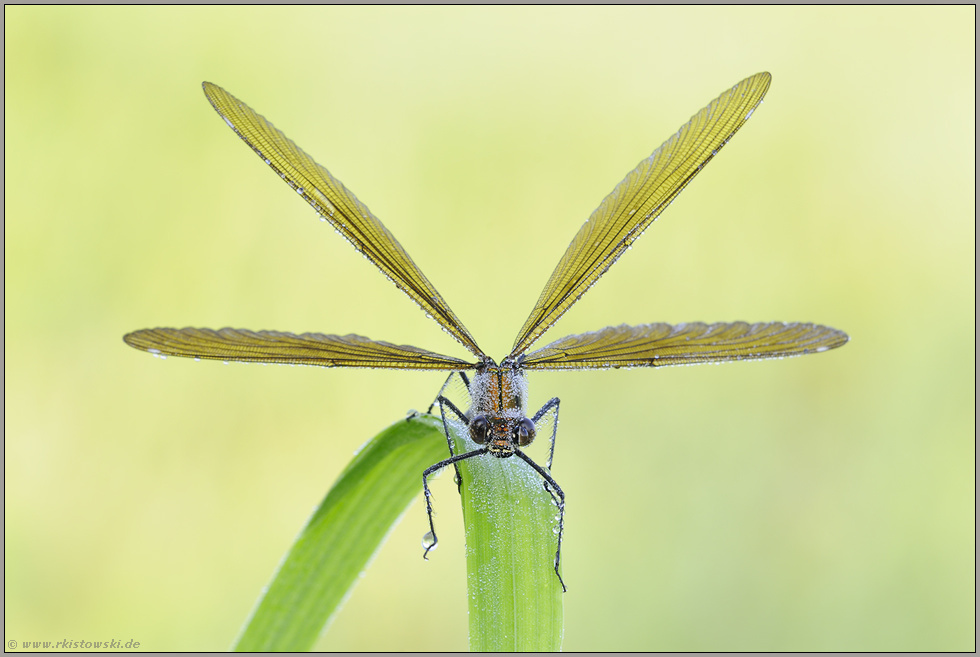 Symmetrie... Blauflügel-Prachtlibelle *Calopteryx virgo*