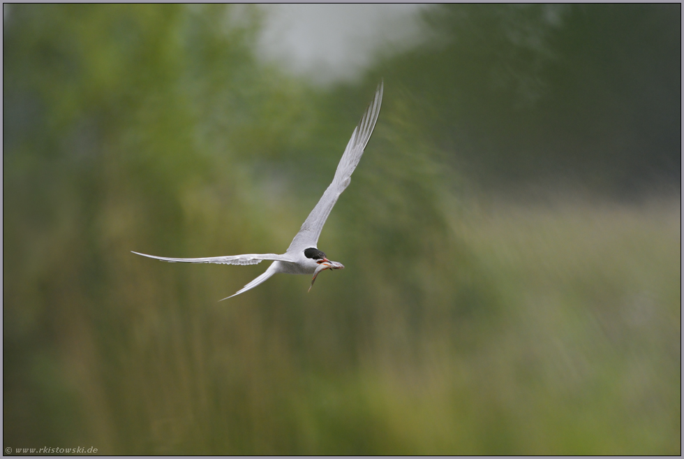 fast malerisch... Flußseeschwalbe *Sterna hirundo*