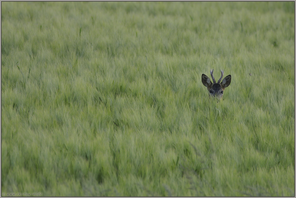 in Deckung... Rehbock *Capreolus capreolus*